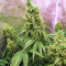 Semi Princess Haze Regular