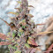 Graines féminisées de Purple Lemonade Auto (Fast Buds)