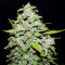 Semi femminizzati Sour Blues Auto