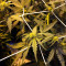Super Lemon Haze Auto CBD (GHS)