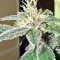 Violeta feminized seeds