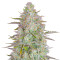 Semi femminizzati Wedding Cheesecake Auto
