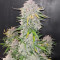 Blue Dream Autoflower Feminized Seeds (Seedkeepers)