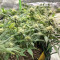 Blue Dream-Samen (Herbies Seeds)