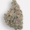 Blue Zushi Feminized Seeds (Original Sensible Seeds)