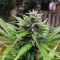 Blueberry (Herbies Seeds)