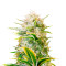 Graines féminisées de Gorilla Girl XL Auto (Sweet Seeds)