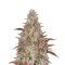 Semi femminizzati di Jack's Dream (Green House Seeds)
