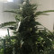 King’s Kush Auto CBD (GHS)