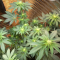 LSD Seeds - Cannabis Strain Seeds for Sale