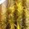 West Coast O.G. Seeds
