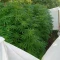 Eleven Roses Seeds (Delicious Seeds) - Cannabis Strain Seeds for Sale