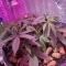 Semi di cannabis fem Gelato Auto in vendita