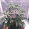 Acquista i semi femminizzati Kuchi della Devils Harvest Seeds