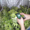 Kritikal Bilbo Seeds - Cannabis Strain Seeds for Sale