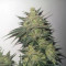 Mimosa Cake Auto fem cannabis seeds for sale