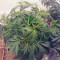 Comprar Grandaddy Purple (GDP) no Brasil