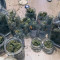 Venta de Auto Ultimate (Dutch Passion) | Semillas de marihuana feminizadas