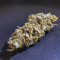 Forbidden Runtz Seeds - Cannabis Strain Seeds for Sale