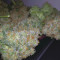 Critical Seeds - Cannabis Strain Seeds for Sale