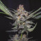 Dr. Bruce Banner CBD sementes feminizadas à venda: informações e comentários