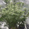 Kush Mintz Seeds (Barney’s Farm)