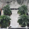 Amnesia Lemon Kush Seeds (Original Sensible Seeds) - Cannabis Strain Seeds for Sale