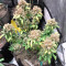 Sementes Feminizadas Monster Bruce Banner Auto