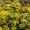 Tutankhamon / King Tut | Strain Information | Seeds For Sale | Reviews