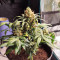 Z Auto feminized seeds for sale: information and reviews