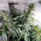 Venta de Six Shooter Auto (Fast Buds) | Semillas de marihuana feminizadas