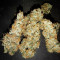 Compre sementes feminizadas Auto Critical Orange Punch da Dutch Passion