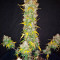 Original Auto BubbleGum Seeds