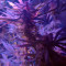 Bruce Banner Auto (Herbies Seeds)