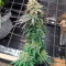 CBD Critical Cure Seeds - Cannabis Strain Seeds for Sale