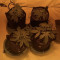 Tangie'matic Seeds