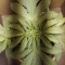 Mimosa EVO Seeds (Barney’s Farm) - Cannabis Strain Seeds for Sale