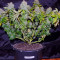 Belladonna feminized seeds