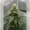 Black Cherry Gushers Seeds