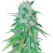 Bubba Delight Regular (CannaBioGen)