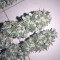 Bubba Delight Regular seeds