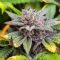 California Special Seeds