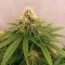 Doctor Shiva Auto (Flash Seeds)