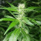 Exodus Cheese x Jack Herer x NL5 feminized seeds