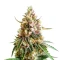 Fruit Bomb Punch feminisierte Samen (Dutch Passion)