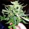 Gorilla Auto (GG#4 Original Glue Auto) (Expert Seeds)