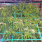Z Gorilla feminized seeds