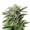 King’s Kush CBD feminized seeds