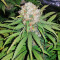 Master Kush regular seeds