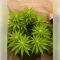 Northern Light (RQS)